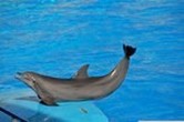 Dauphins